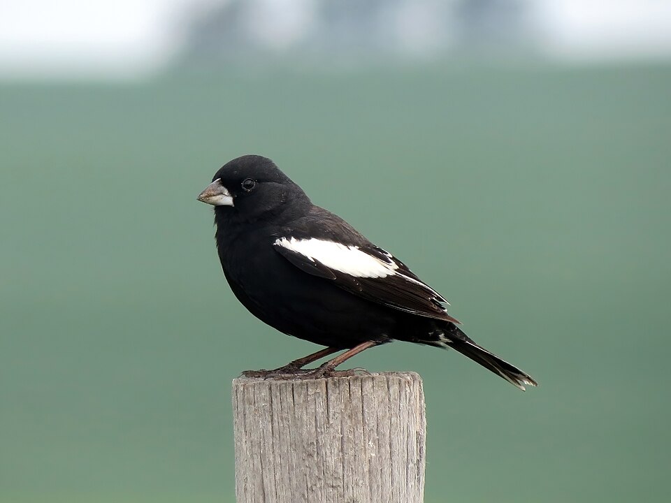 Lark Bunting, the state bird of Colorado